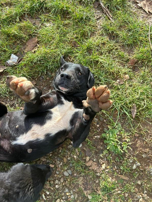 Pluto splendido cagnolone cerca casa  Foto 8